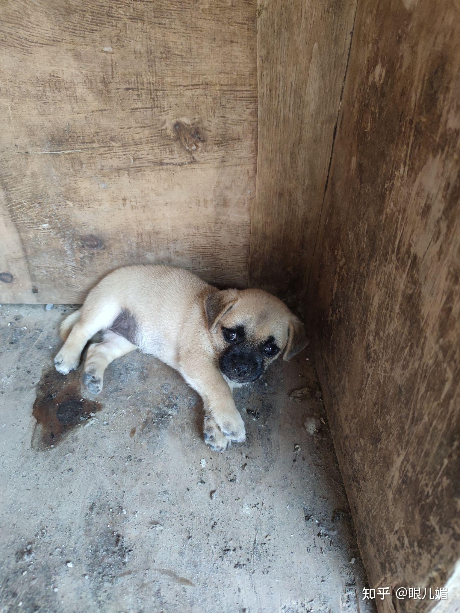 想问一下这条狗狗是什么串串啊是不是巴哥和土狗的串串养了好几个月也