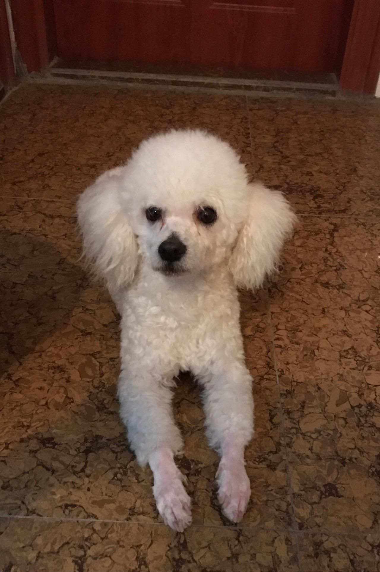 比熊吃什么狗粮去泪痕和嘴巴边的红毛? - 知乎