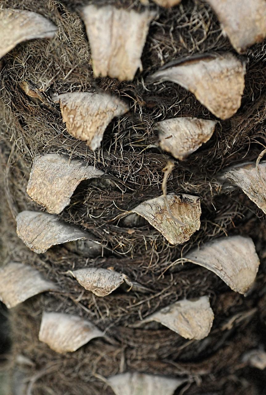 根茎植物有什么