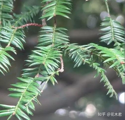 珍稀濒危物种|原产我国的6种特有榧树的辨识区别 - 知乎