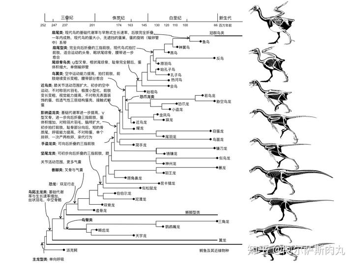 为什么大众仍然不接受鸟类源于恐龙？