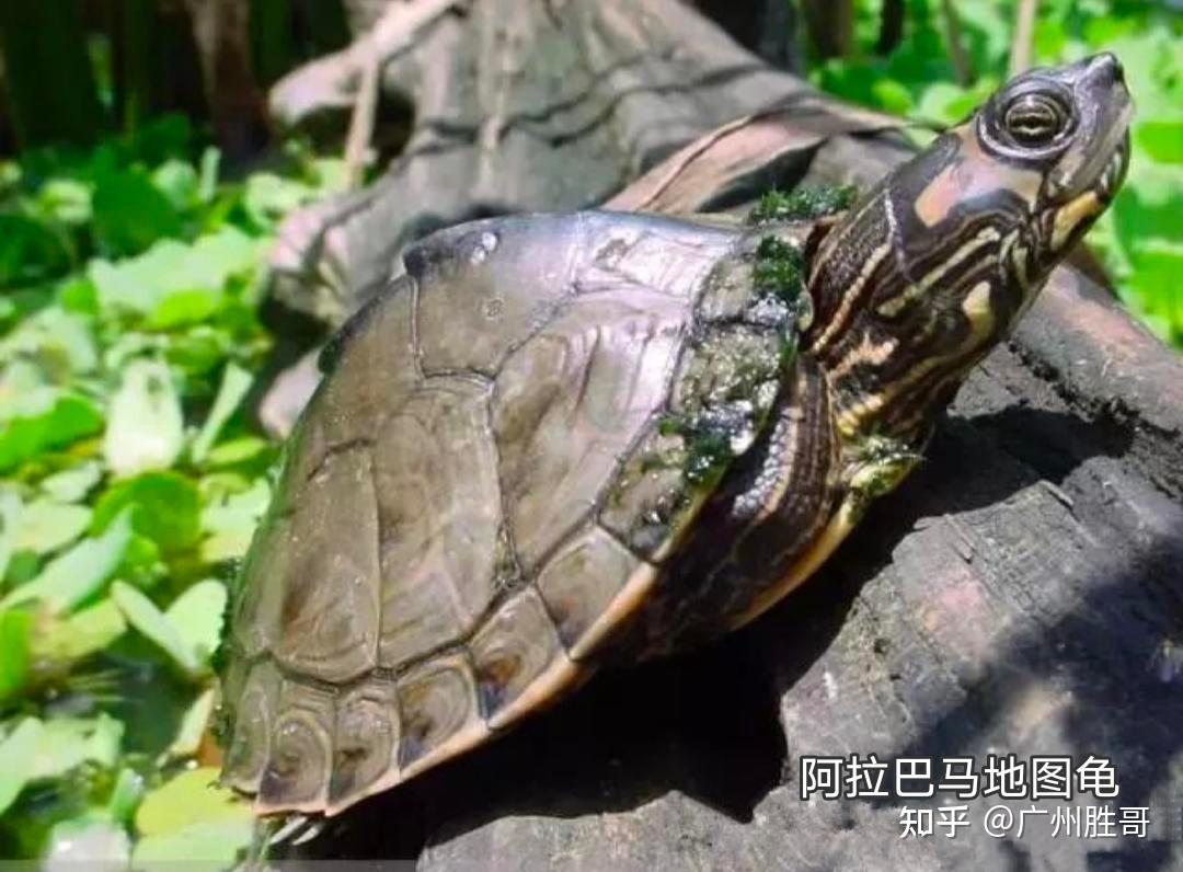 地图龟是龟界的哈士奇,也是适合新手饲养的观赏龟,地图龟有13种 - 知乎
