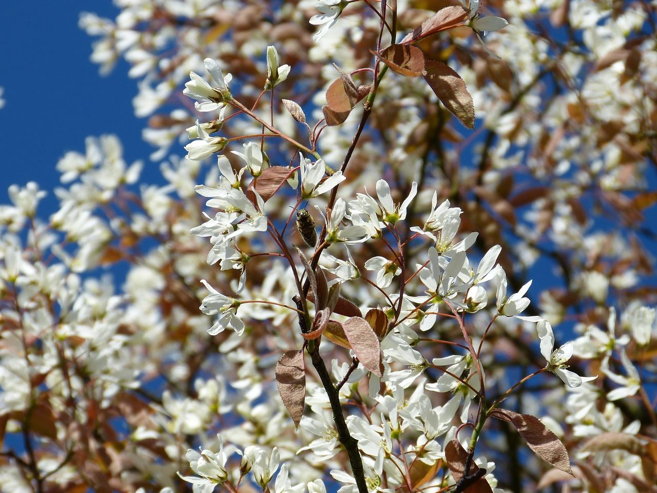 夏季如何防止蚂蚁