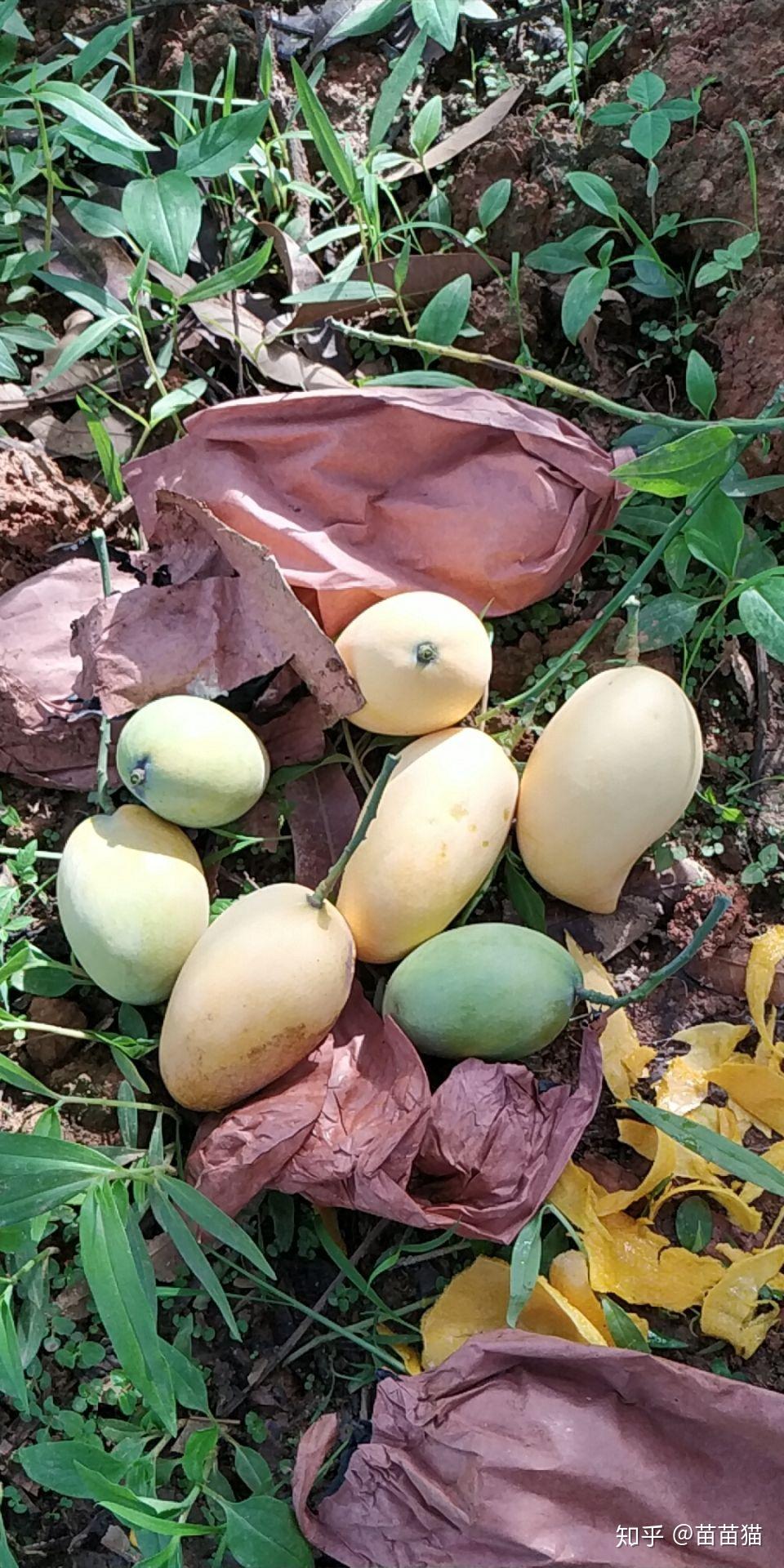 在某平台购买的芒果有虫子发现叫作芒果果核象甲采购地是云南百度了一