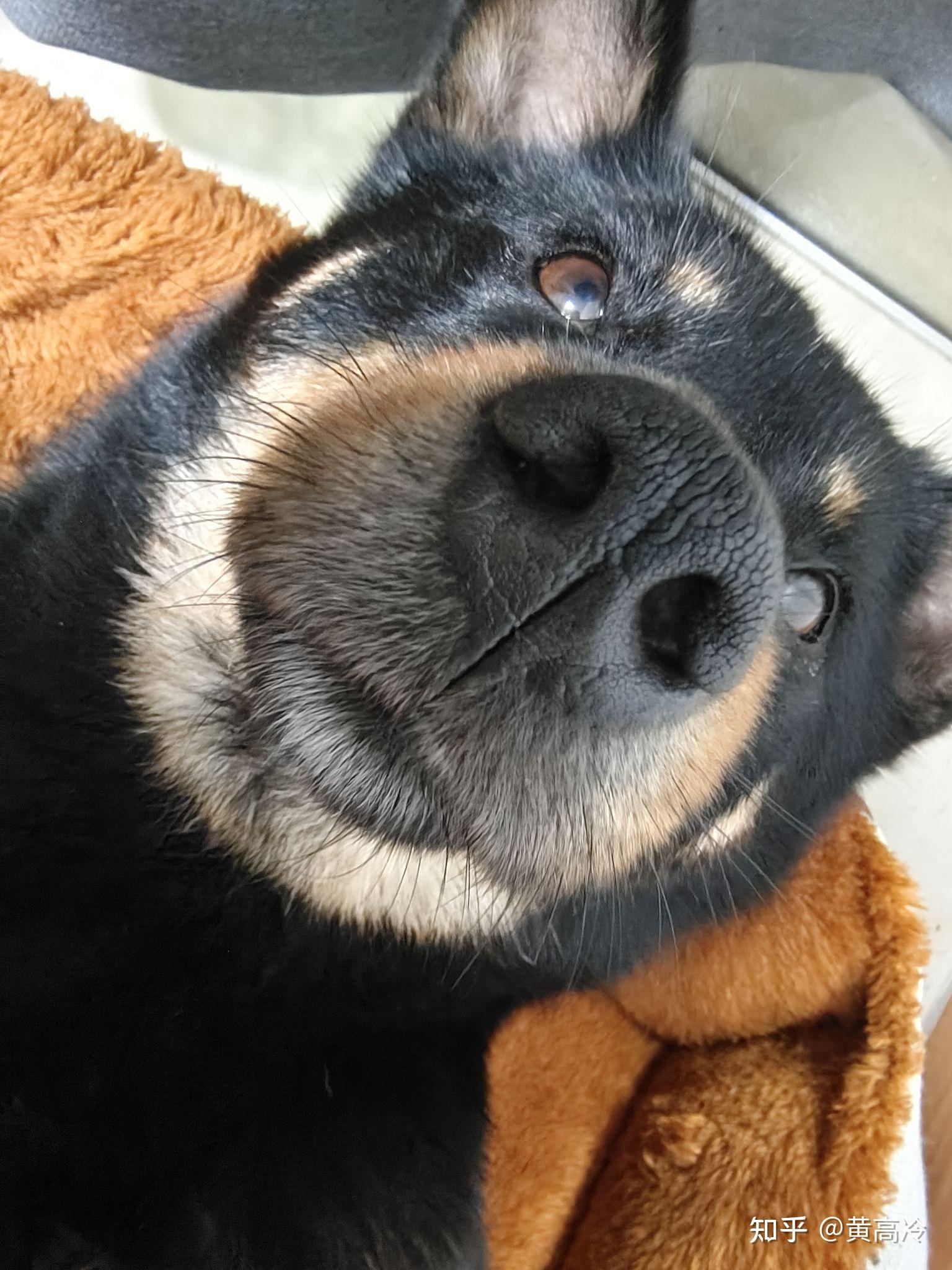 想看铁包金（俗称四眼）毛色的中华田园犬，大家可以发我看看吗？ - 知乎