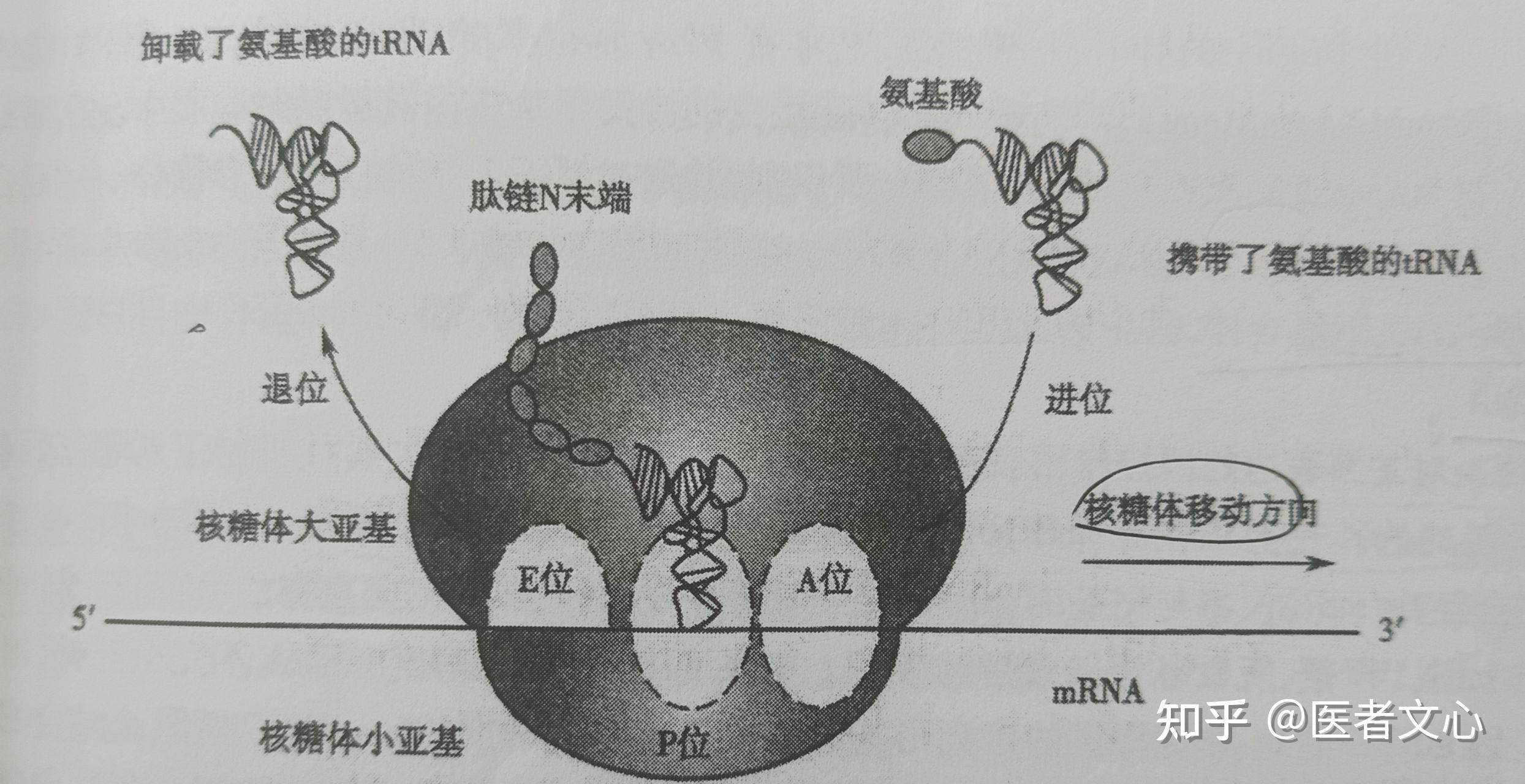 核糖体的结构图怎么画图片