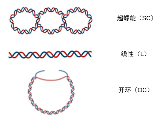 2分钟锁定质粒构象！LabChip质粒检测试剂盒重磅上新-上海玮驰仪器有限公司