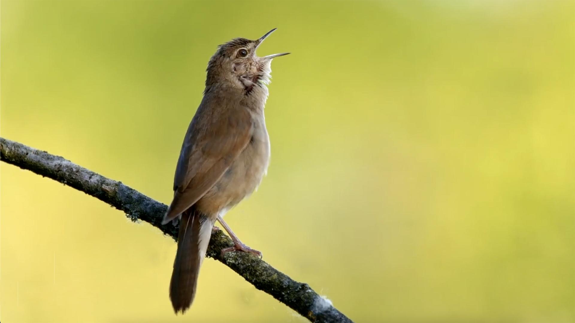 万次播放动物行为学动物动物保护鸟纲动物自然科学纪录片你好小朋友震