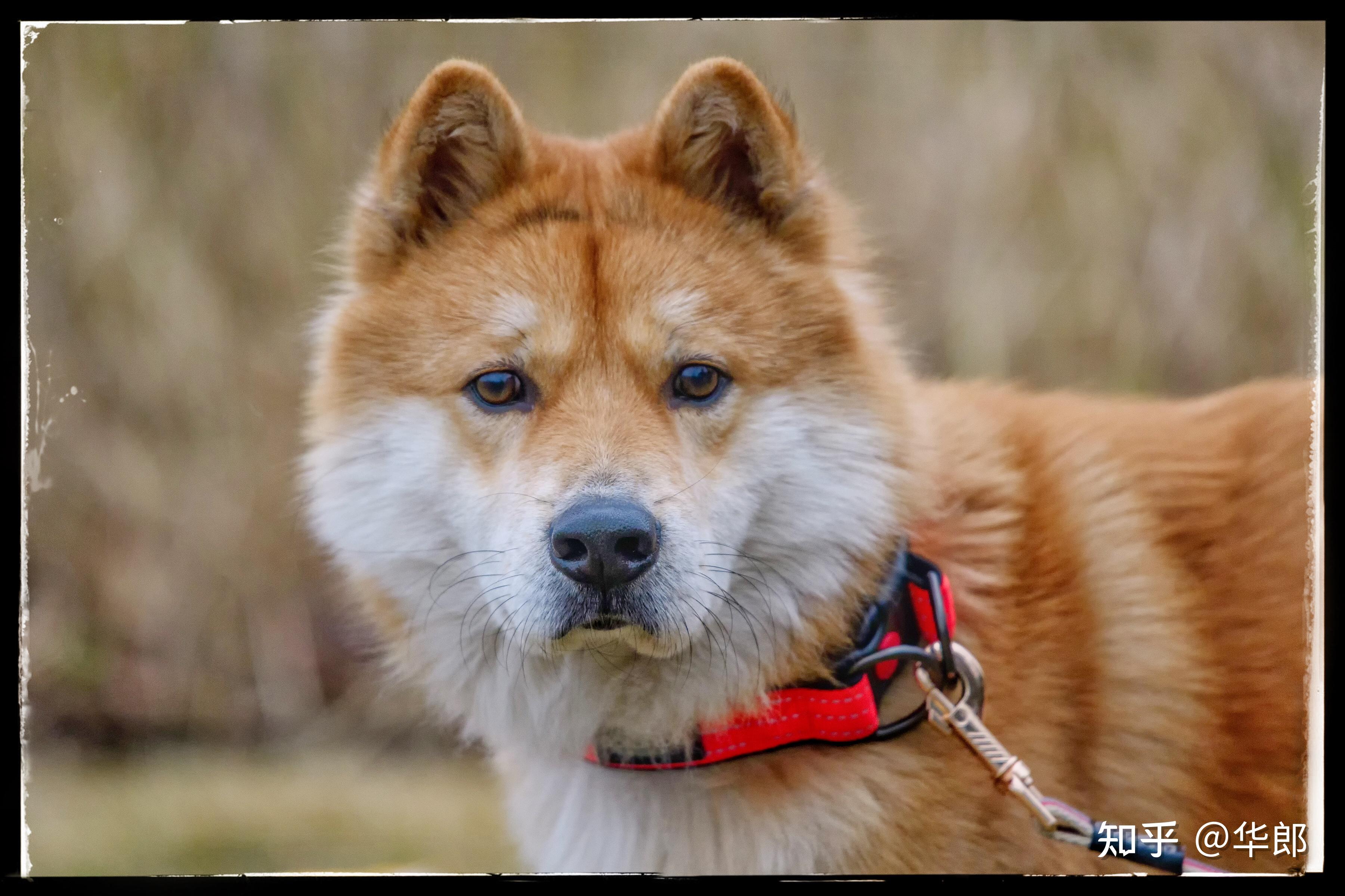 花几千块上万块钱养个日本柴犬,而不是花1000养个中华田园犬的人都是