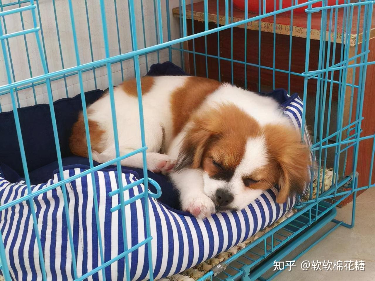 提问:“放养”的狗怎么和“圈养”区别那么大? - 知乎