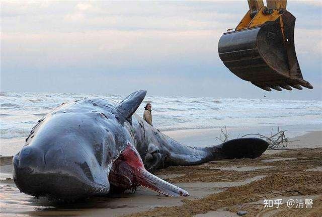 一头抹香鲸在浙江象山海域搁浅经救助已成功放归大海为什么鲸的救助