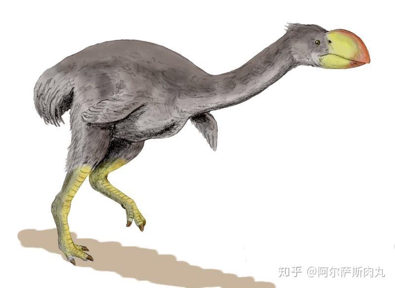 「Prehistoric Park丨史前公园 1」巨鸟奔腾——骇鸟兴衰简史 - 知乎