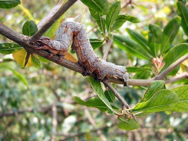 厕所里有尺蠖怎么防治