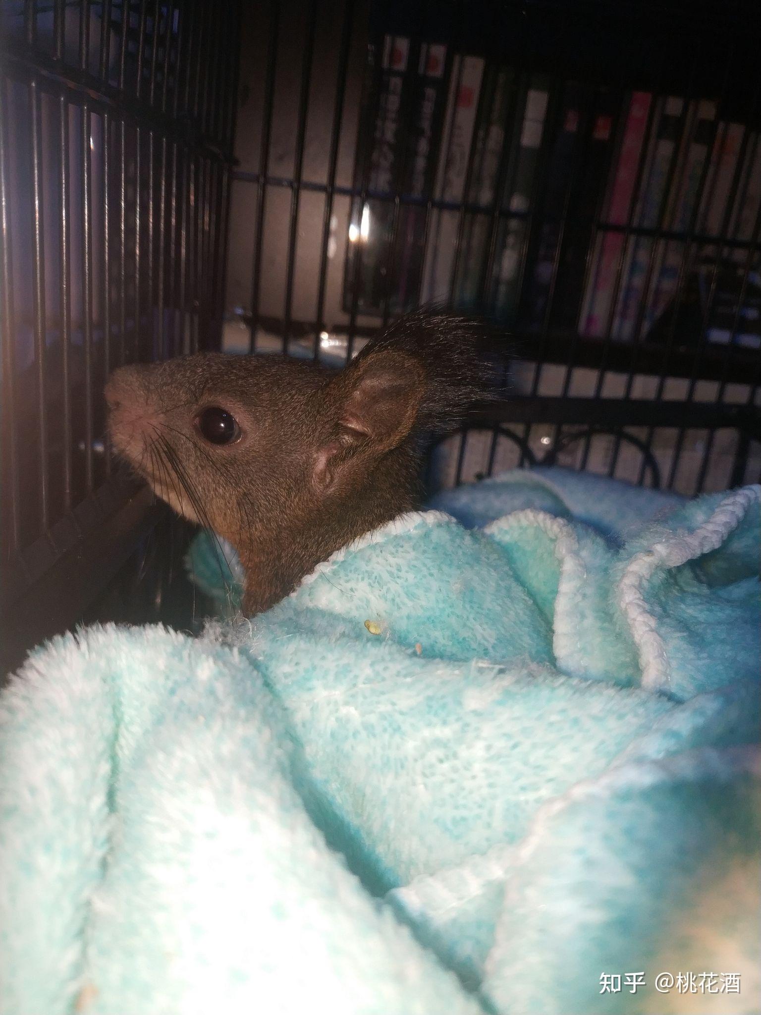 金花松鼠幼崽怎么养啊从来没有养过属于新手