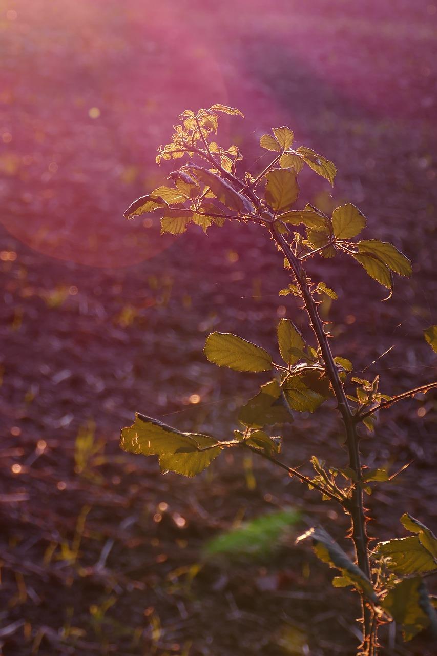 3. 扦插基质搭配
