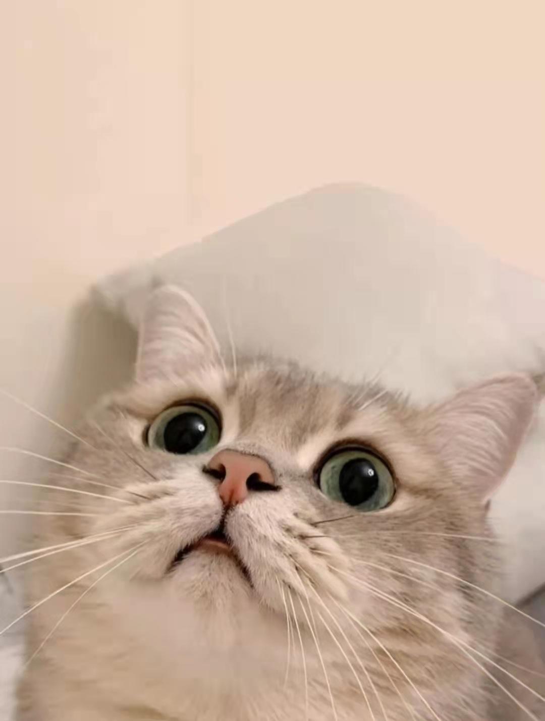 可以给我看看你们的猫咪壁纸/屏保/桌面吗? - 知乎