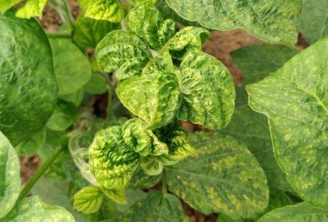 种植大豆过程中 花叶病危害大影响产量 教你如何识别与防治 知乎 种植大豆过程中 花叶病危害大影响产量 教你如何识别与防治 知乎