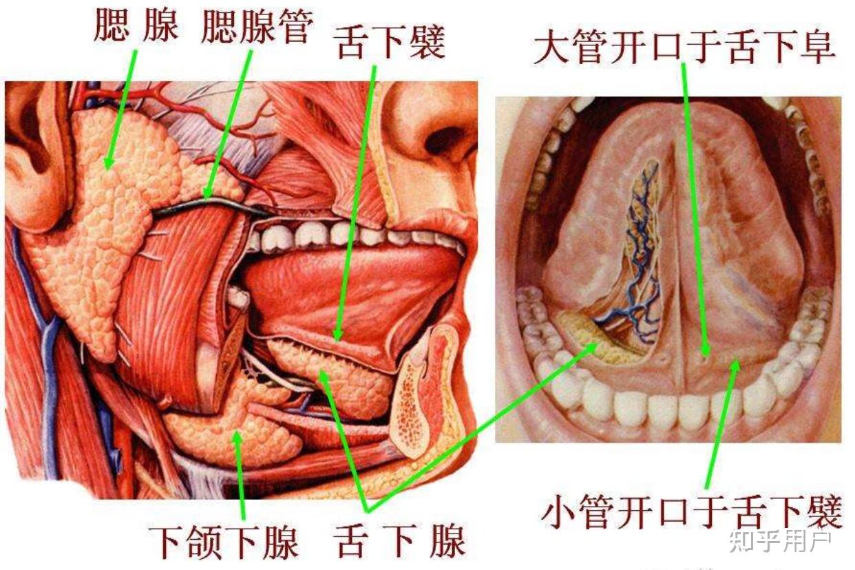 人体三大唾液腺图片