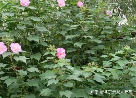 【景观人植物理论系列】华南地区常用落叶乔灌木总结 - 知乎