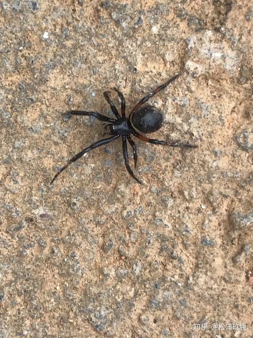 家里有一种小蜘蛛全黑腿细而短身体圆圆的而且很硬请问是什么蜘蛛有毒