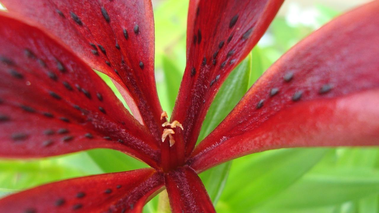 3. 细叶长茎花独秀