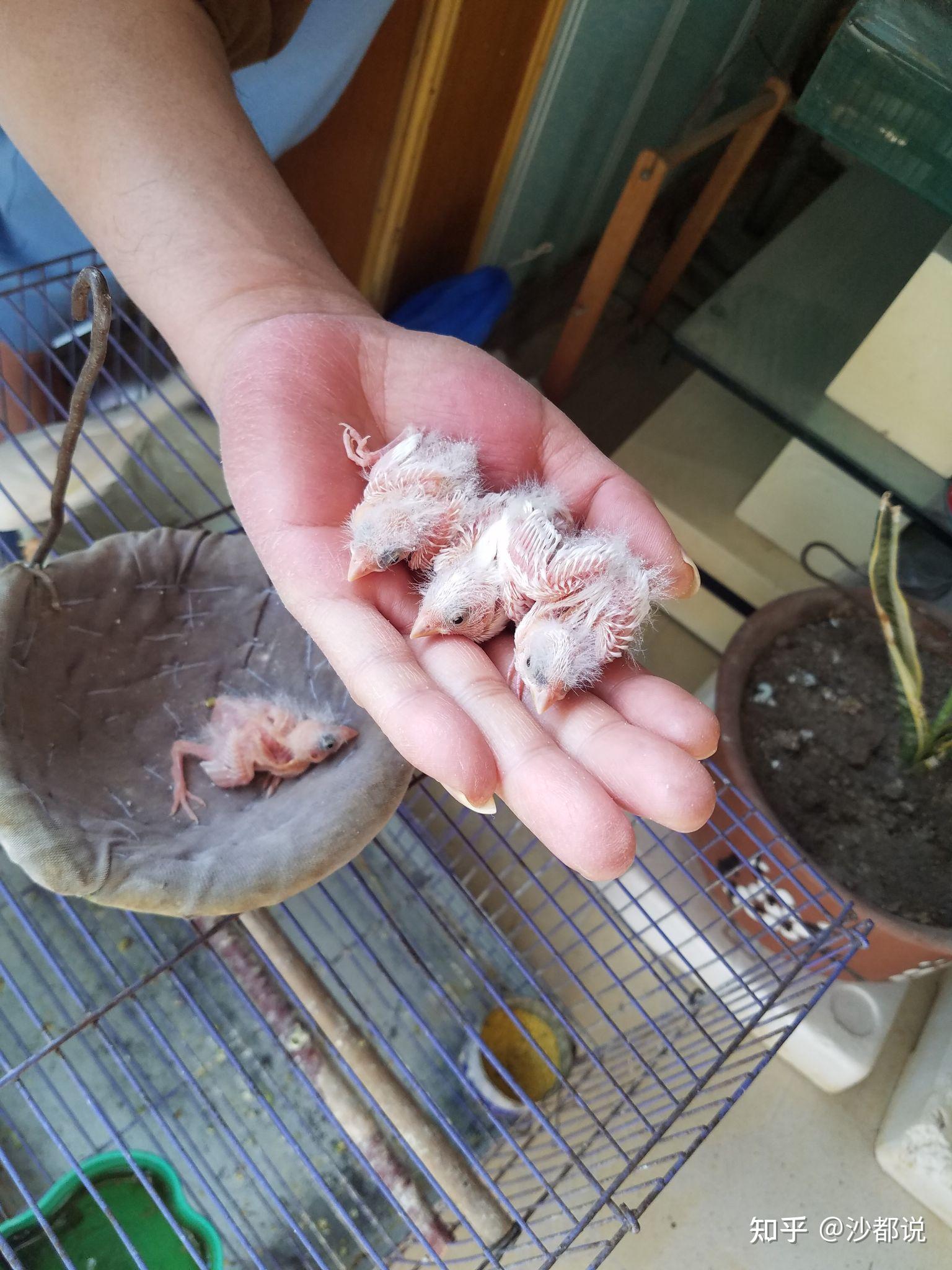 玉鸟公母怎么分