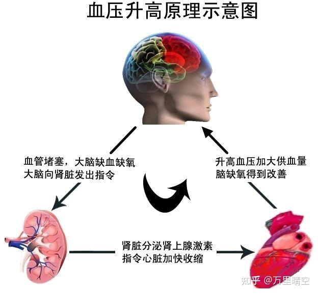 血压升降--生理调控反应需要 - 知乎