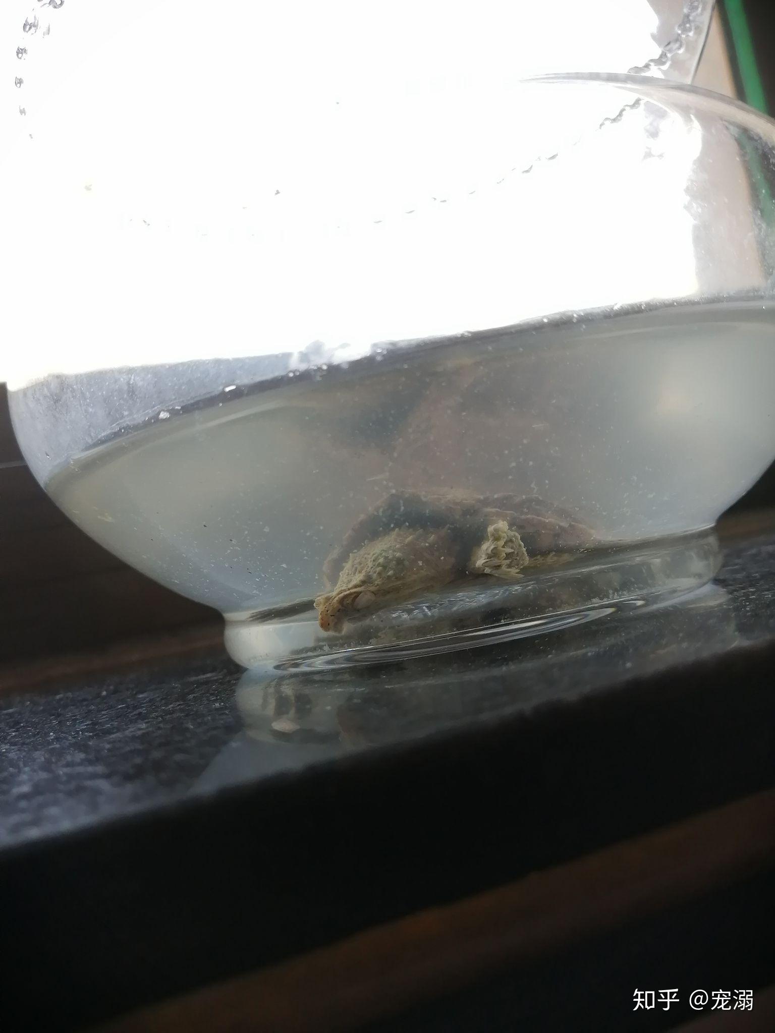 鳄龟白眼病是什么样的