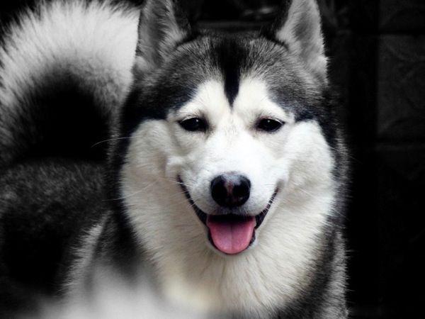 最适合男生养的6种狗,不仅霸气,还能撩妹!