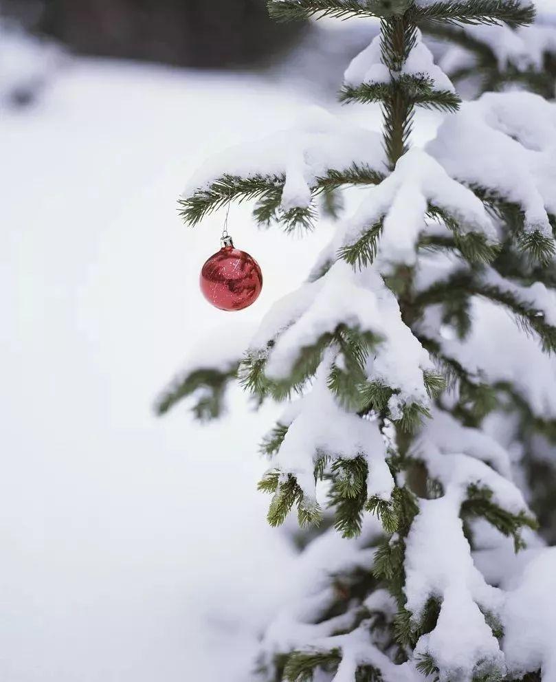 你知道真正的圣诞树是什么树吗？ - 知乎