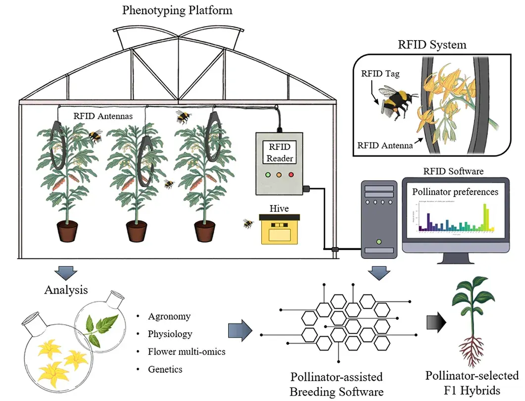 传粉媒介辅助植物表型分析、选择和育种以增强作物对非生物胁迫的抗性 - 知乎