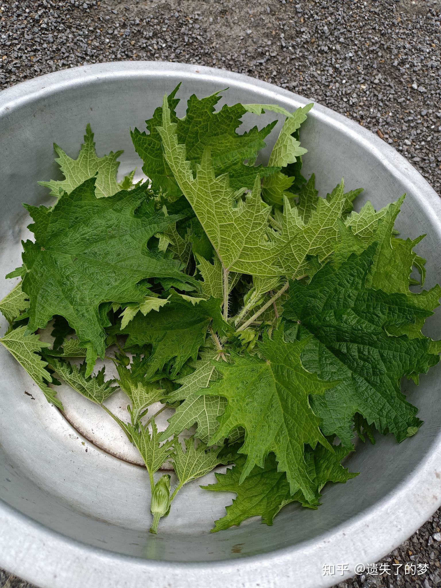 活麻草_一直很危险的植物 - 知乎