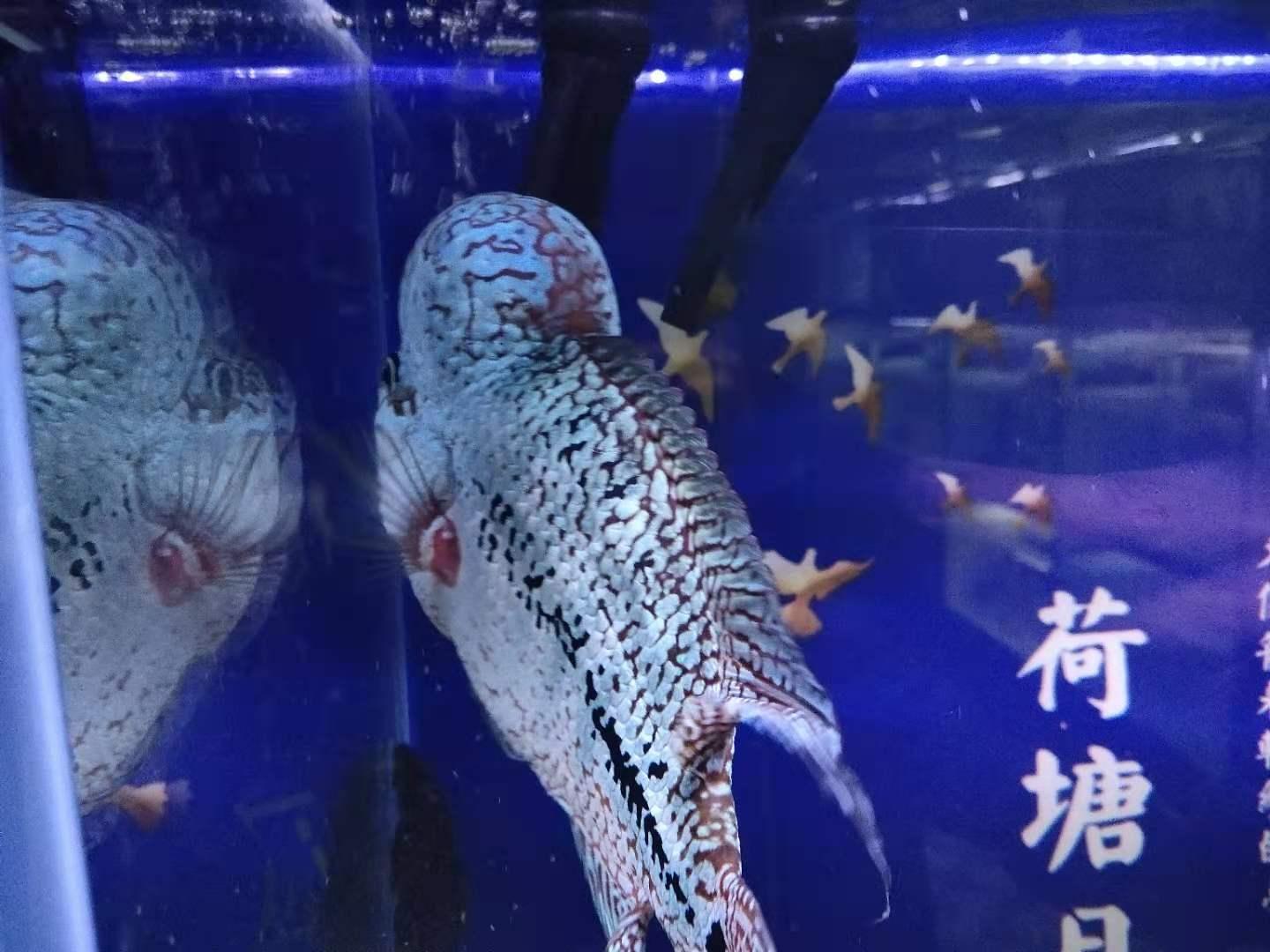 都说鱼缸水流大 观赏鱼很容易患病 主要关注哪几点问题 知乎 都说鱼缸水流大 观赏鱼很容易患病 主要关注哪几点问题 知乎