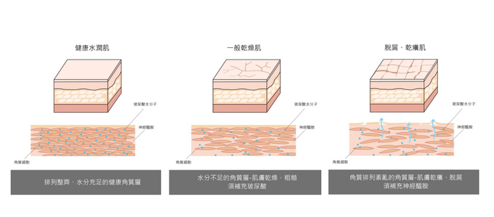 想做到皮肤真正细腻保湿，先了解这些 - 知乎