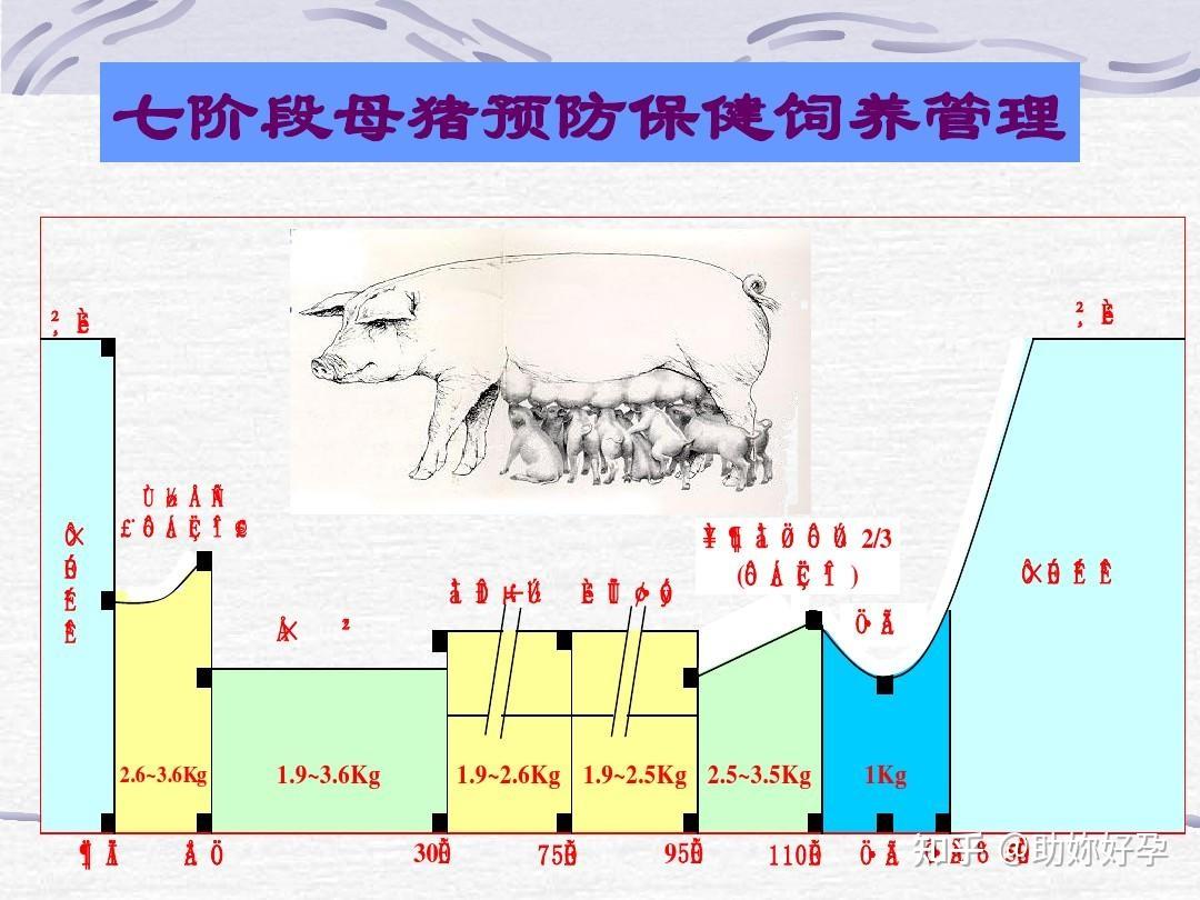 母猪背膘测定方法图片