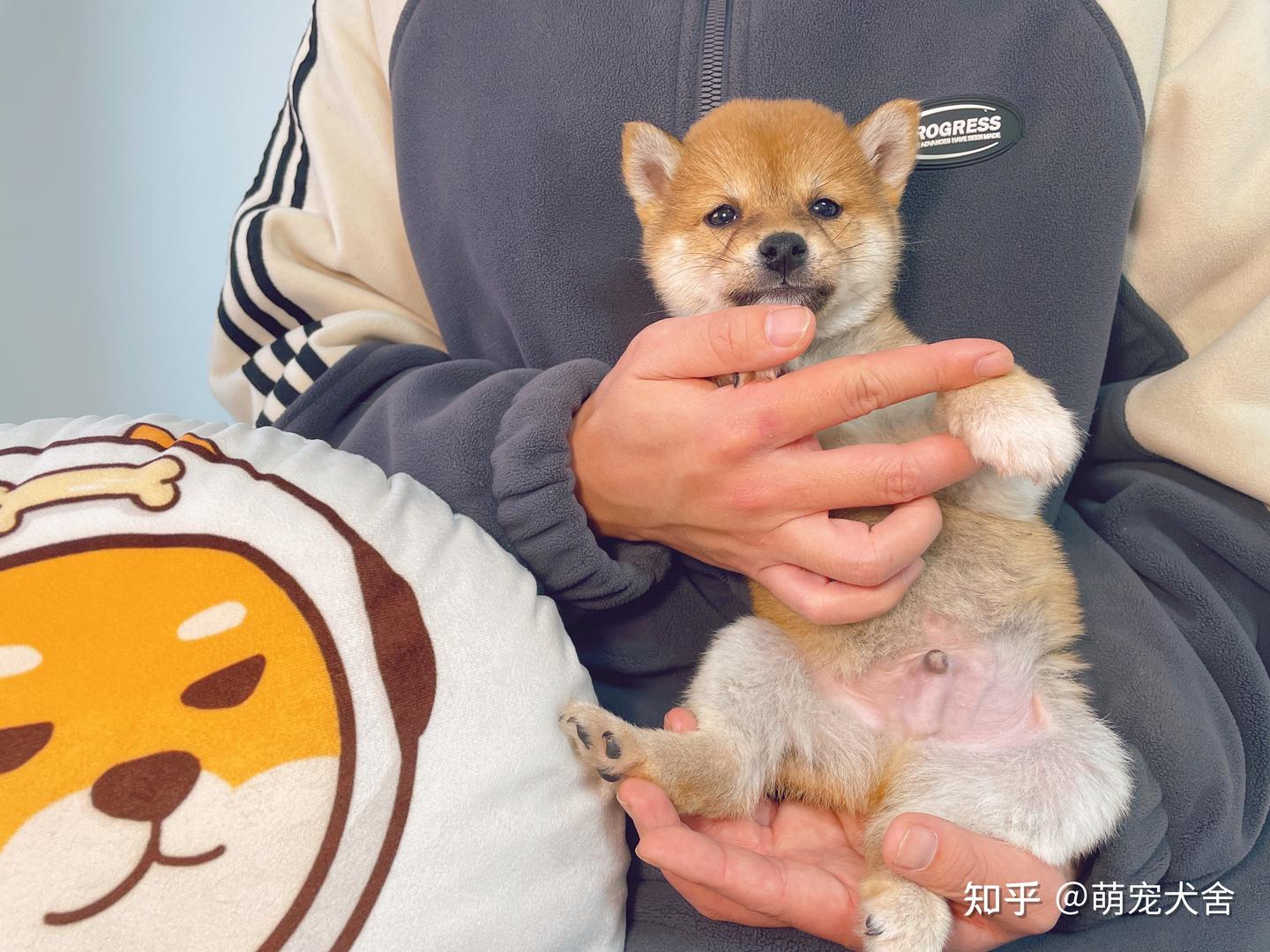 小柴犬多少钱一只？又该如何挑选柴犬幼犬呢？ - 知乎