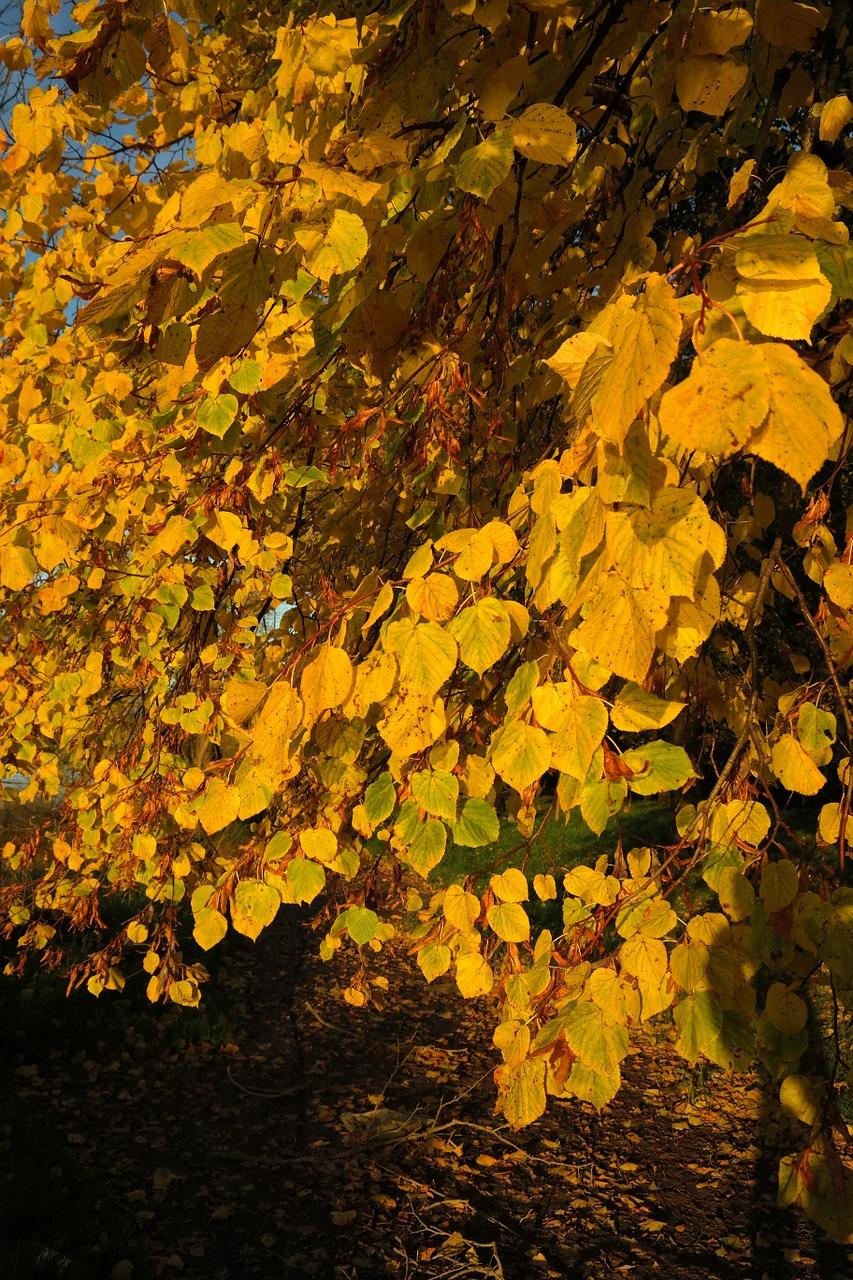 银杏树苗如何区分雌雄