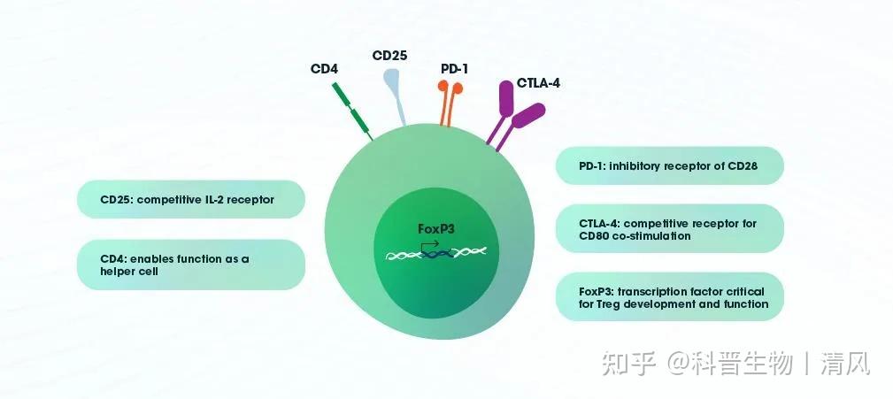 快速了解 T 细胞：T 细胞类型、T 细胞受体和 T 细胞活化、分化和功能 - 知乎