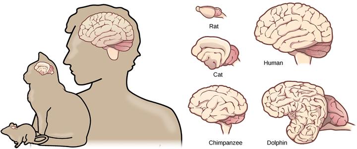 图说神经系统(Nervous system)·脊椎动物 - 知乎