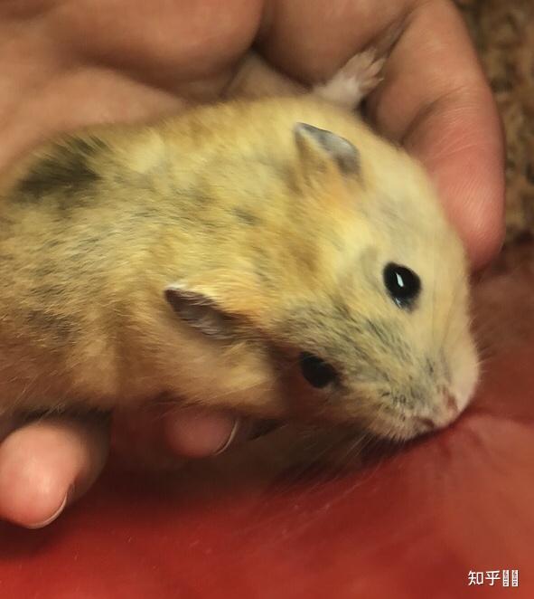 仓鼠布丁为什么毛色变黑变灰了