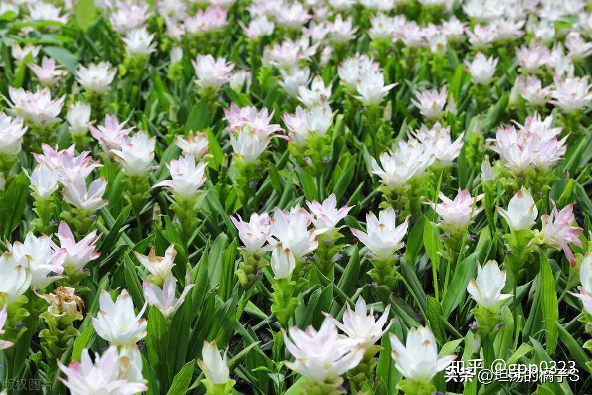 西双版纳佛教之五树六花，你知道吗？ - 知乎