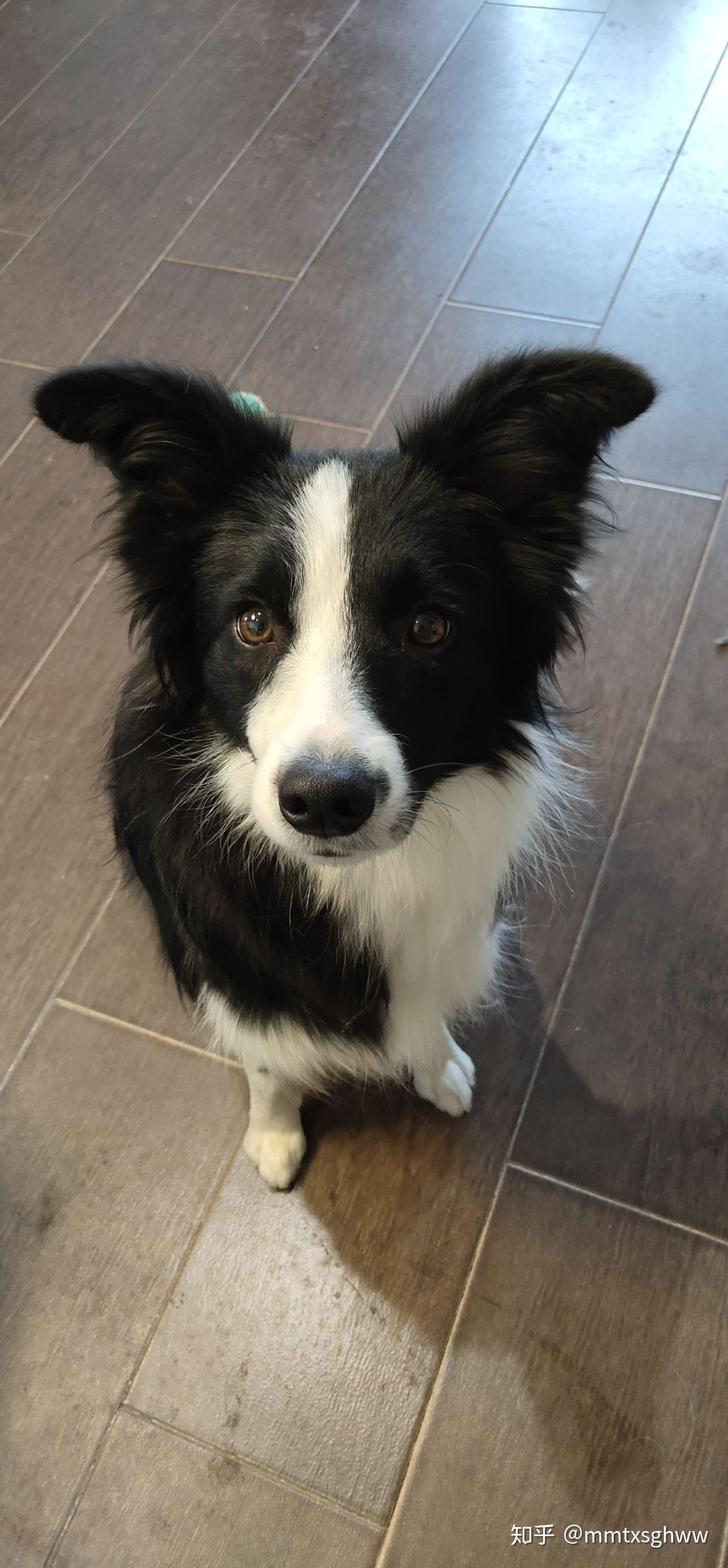 边牧大约几个月能立耳? - 知乎