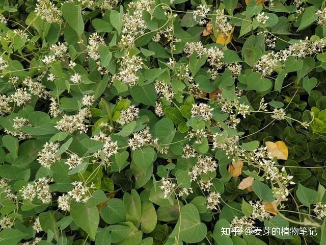如果你有寻常疣或灰指甲，不要错过鹅绒藤这种植物，它能帮助你 - 知乎