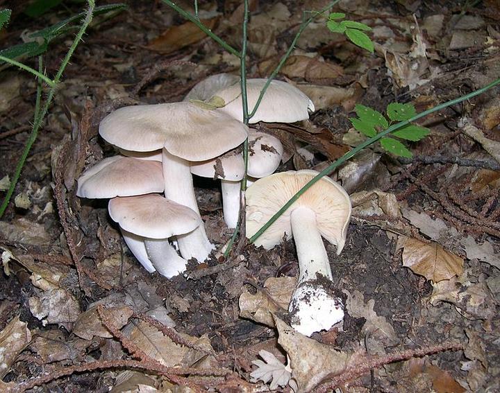 【地球生物全系列——从单细胞到人类】伞菌目—粉褶菌科 - 知乎