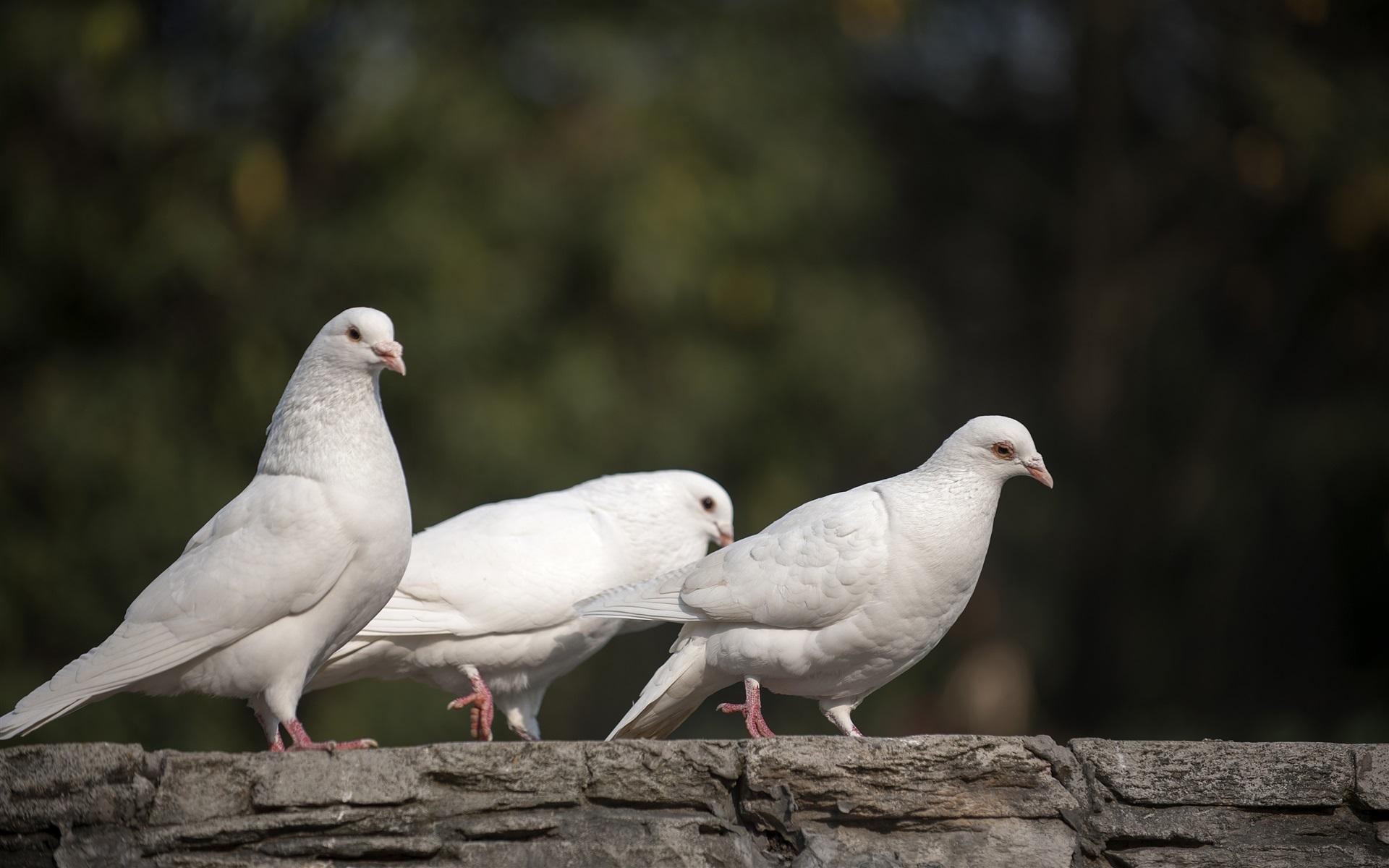 刚孵出来的小鸽子应该怎么喂养