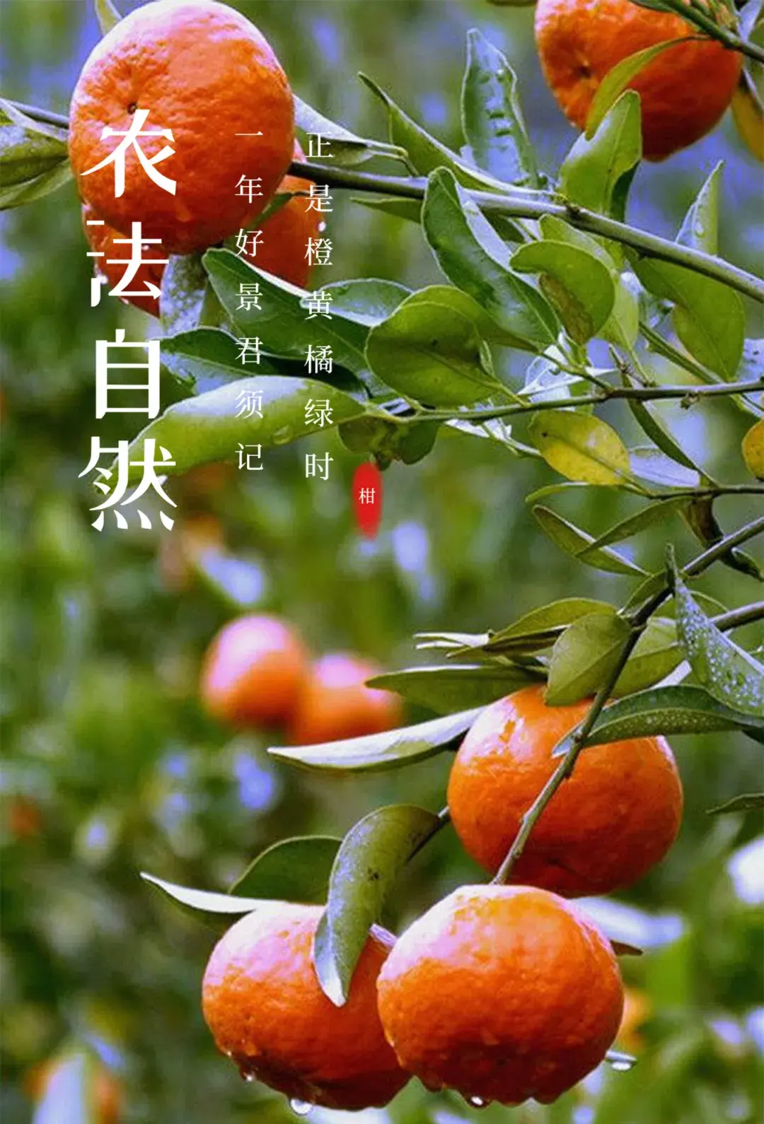 【农法自然】颠覆现代农法,一个令人尊敬的果园 - 知乎
