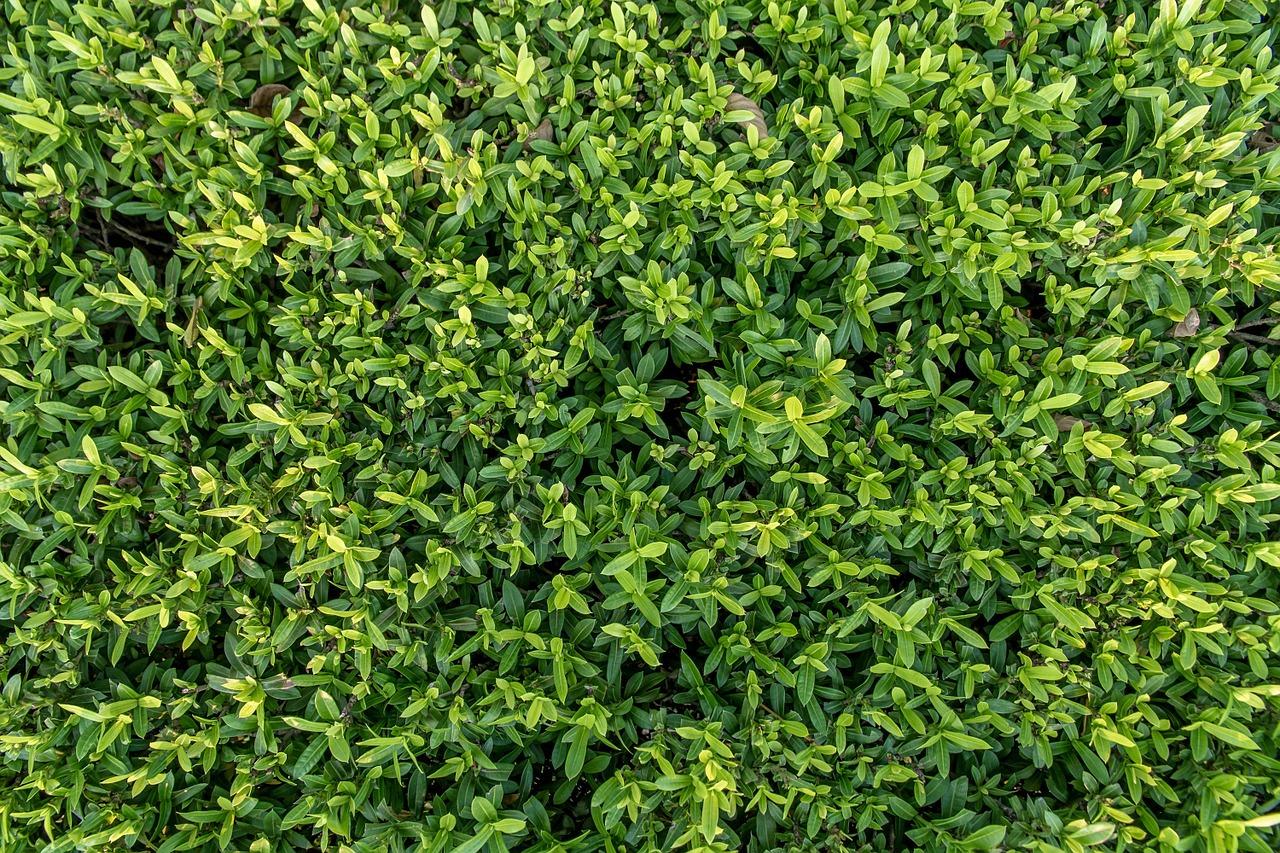 4. 绿底红字热情