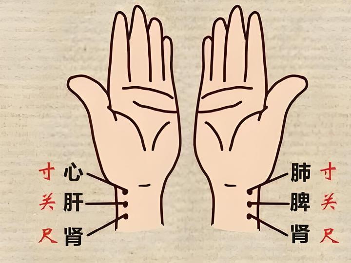 中医诊脉把脉28脉象动态图演示 - 知乎