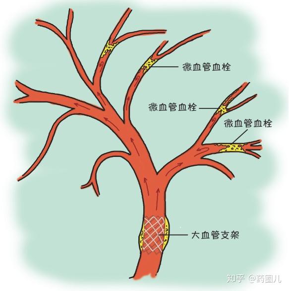 人体的血管是一个大系统 - 知乎