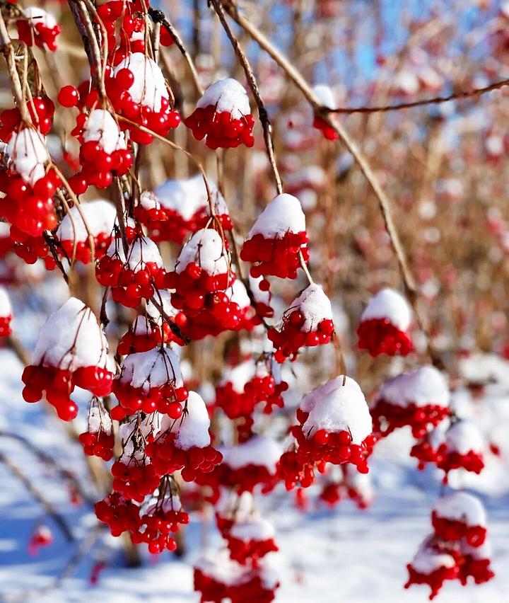 雪里一抹红如同是你那甜甜的脸阳光下鲜红欲滴
